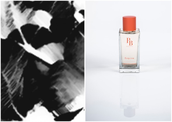 Photo 1 : Inspiration d’Exquise, Photo 2 : Exquise. © Parfums de Bastide