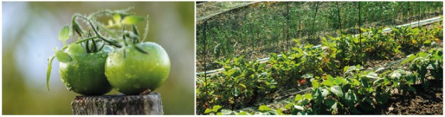 Jardin potager Perruchet, Un Halte dans les jardins potagers juin 2016 PLUMEVOYAGE @plumevoyagemagazine © Béatrice Delamotte