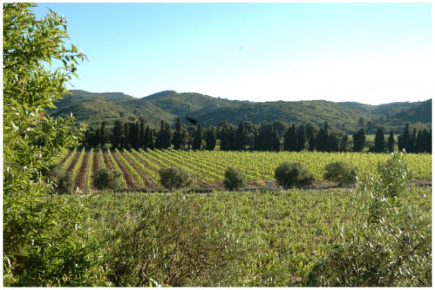 Vignes Baumanière, les Baux de Provence © DR @Plume Voyage Magazine